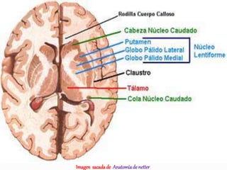 Imagen sacadade Anatomíade netter
 