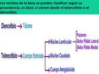Los núcleos de la base se pueden clasificar según su
procedencia, es decir, si vienen desde el telencéfalo o el
diencéfalo.
 