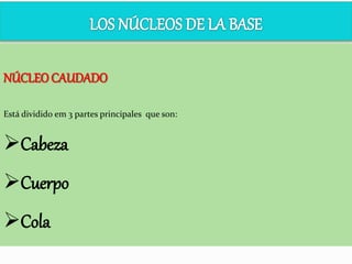 NÚCLEOCAUDADO
Está dividido em 3 partes principales que son:
Cabeza
Cuerpo
Cola
 