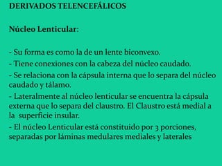 DERIVADOS TELENCEFÁLICOS
Núcleo Lenticular:
- Su forma es como la de un lente biconvexo.
- Tiene conexiones con la cabeza del núcleo caudado.
- Se relaciona con la cápsula interna que lo separa del núcleo
caudado y tálamo.
- Lateralmente al núcleo lenticular se encuentra la cápsula
externa que lo separa del claustro. El Claustro está medial a
la superficie insular.
- El núcleo Lenticular está constituido por 3 porciones,
separadas por láminas medulares mediales y laterales
 
