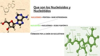 Que son los Nucleósidos y
Nucleótidos
 