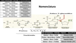 Nomenclatura