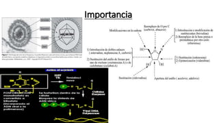 Importancia
 