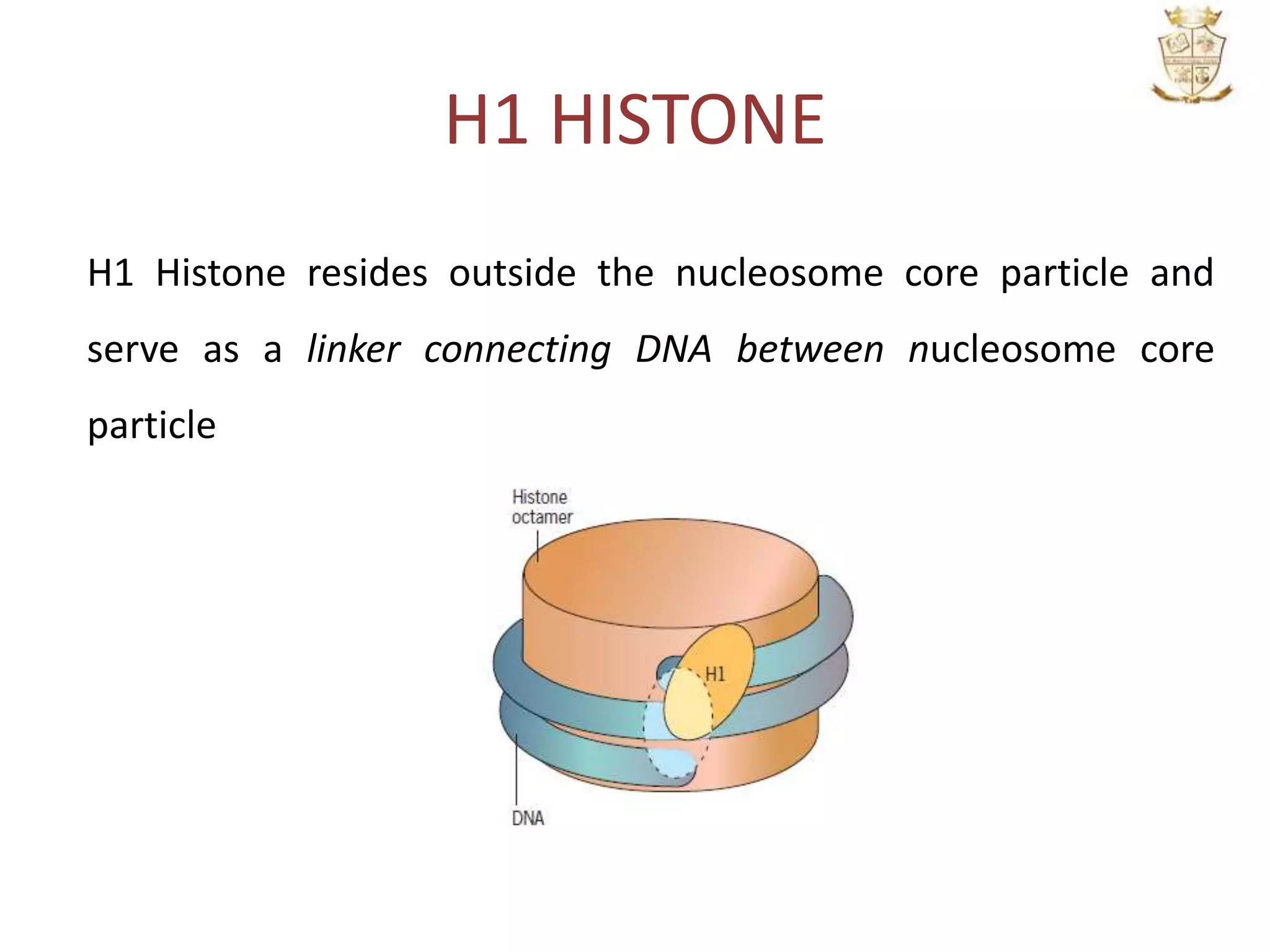 H1 HISTONE
H1 Histone resides outside the nucleosome core particle and
serve as a linker connecting DNA between nucleosome core
particle
 
