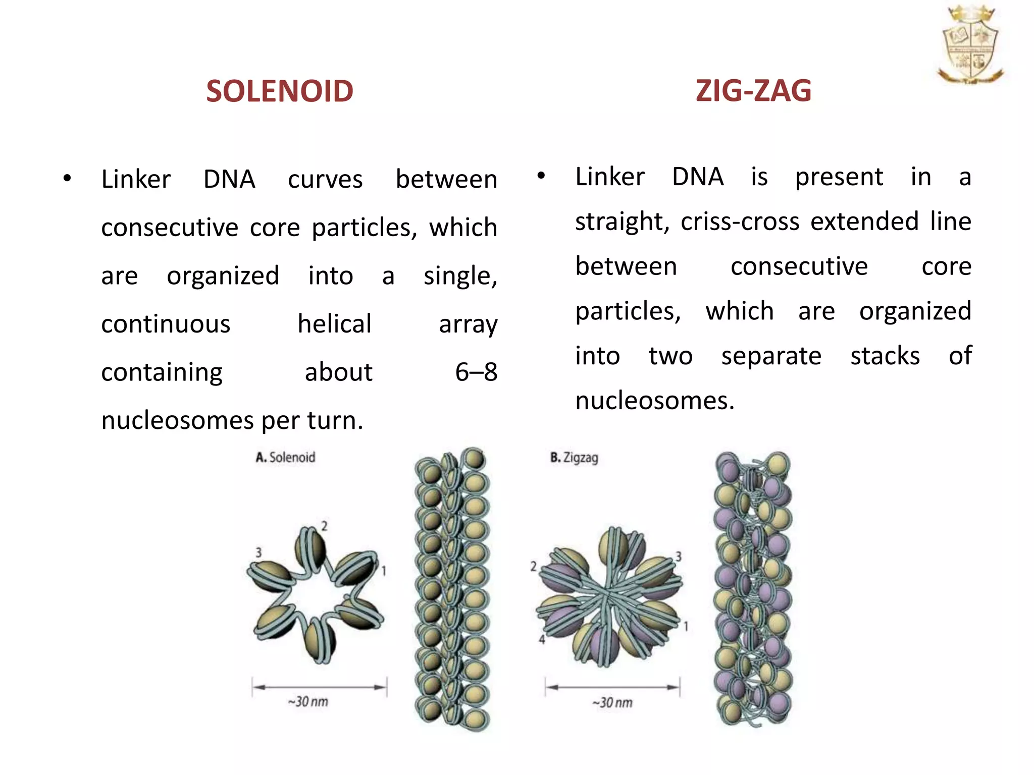 SOLENOID
• Linker DNA curves between
consecutive core particles, which
are organized into a single,
continuous helical array
containing about 6–8
nucleosomes per turn.
ZIG-ZAG
• Linker DNA is present in a
straight, criss-cross extended line
between consecutive core
particles, which are organized
into two separate stacks of
nucleosomes.
 