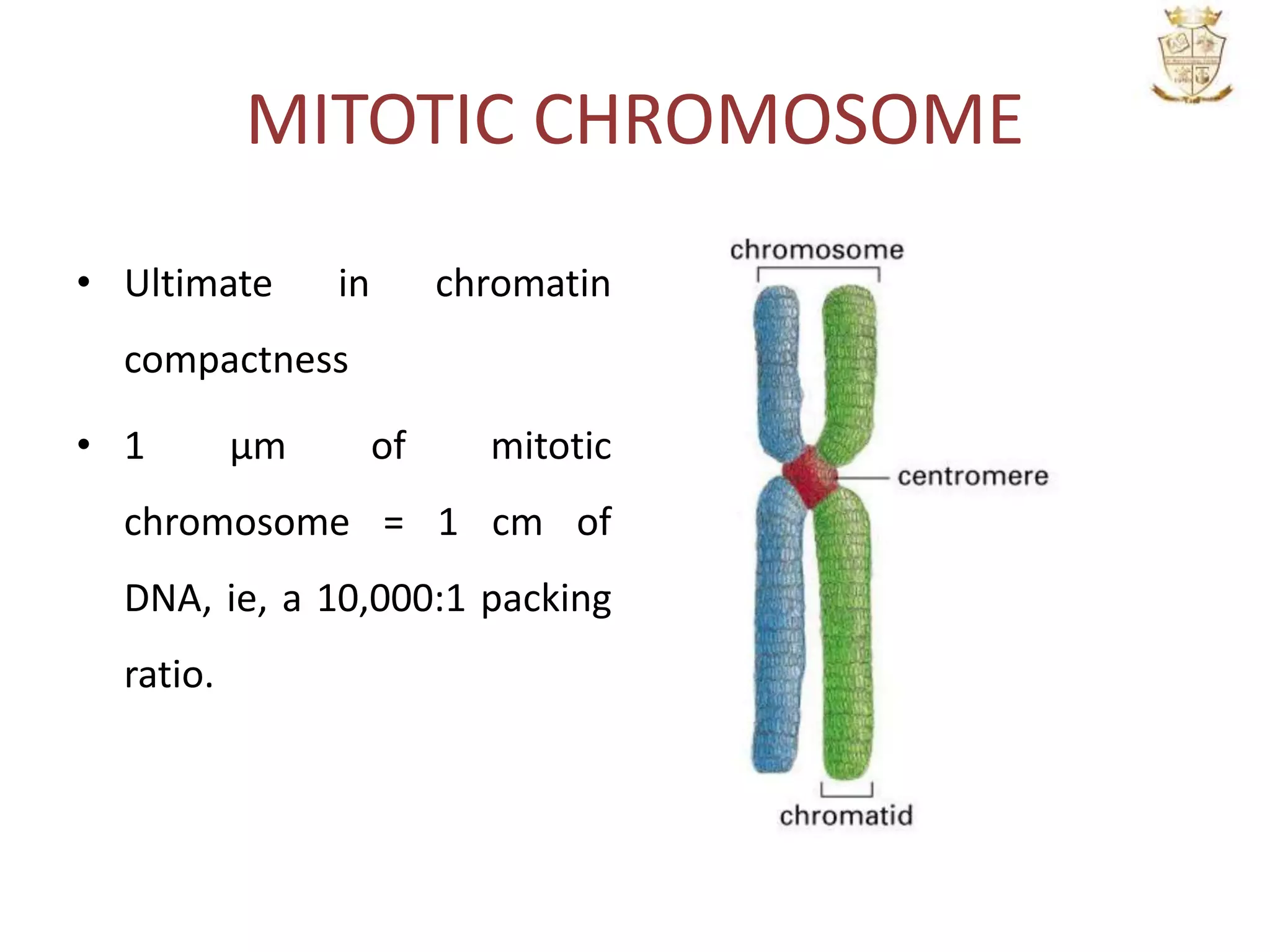 MITOTIC CHROMOSOME
• Ultimate in chromatin
compactness
• 1 µm of mitotic
chromosome = 1 cm of
DNA, ie, a 10,000:1 packing
ratio.
 