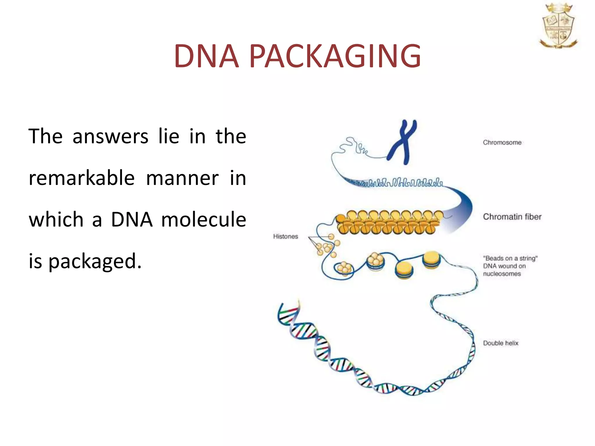 DNA PACKAGING
The answers lie in the
remarkable manner in
which a DNA molecule
is packaged.
 