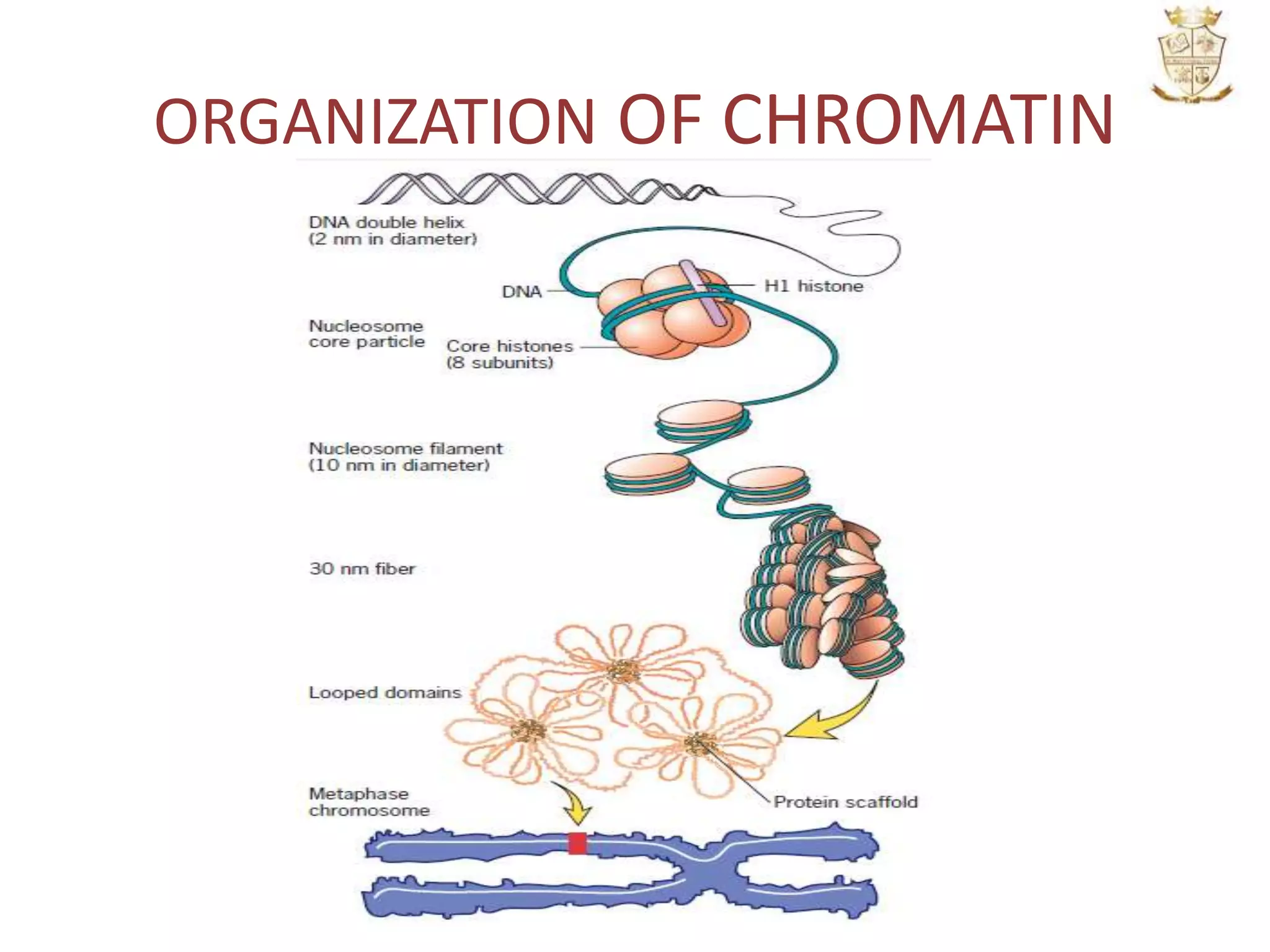 ORGANIZATION OF CHROMATIN
 