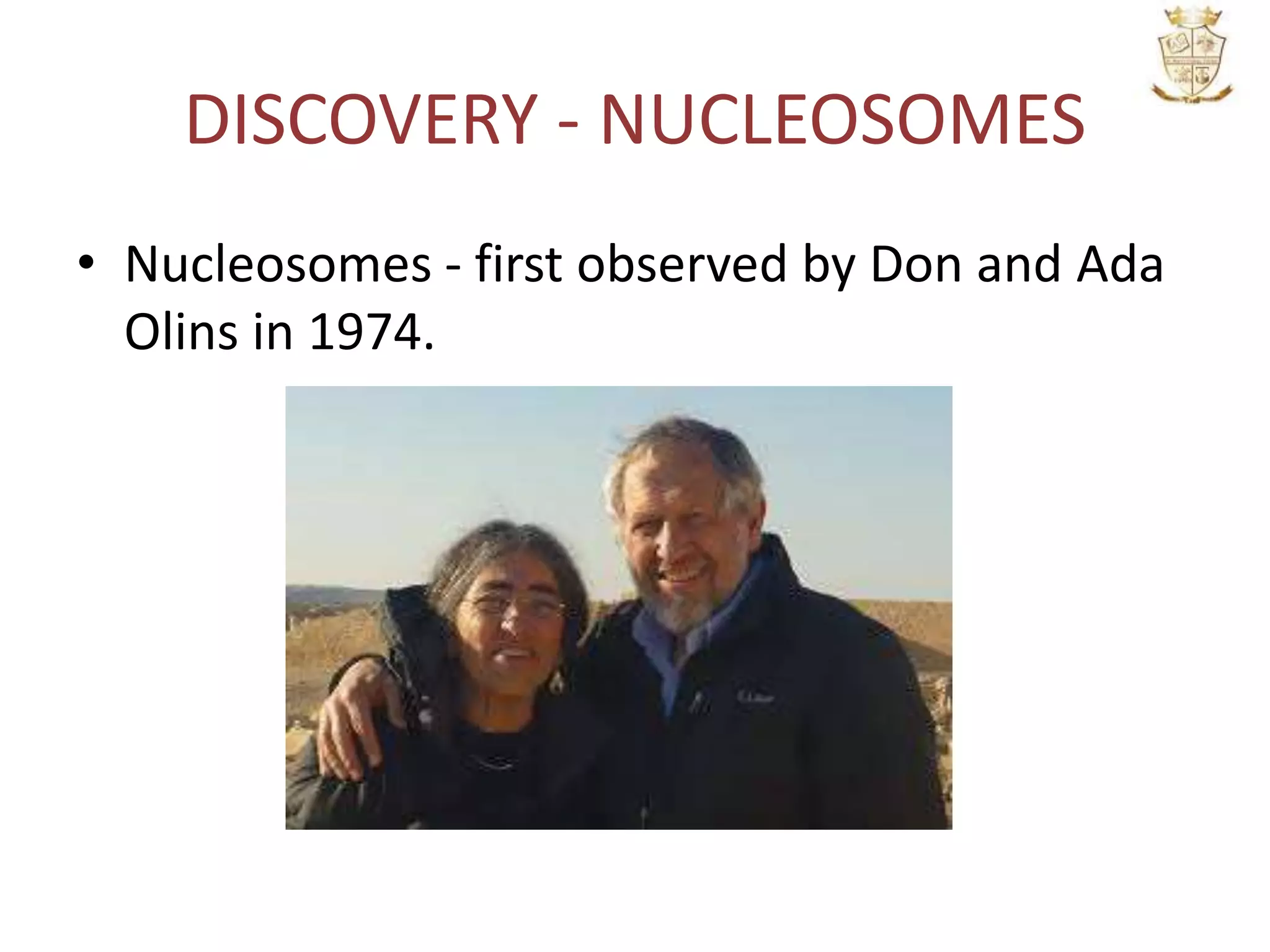 DISCOVERY - NUCLEOSOMES
• Nucleosomes - first observed by Don and Ada
Olins in 1974.
 