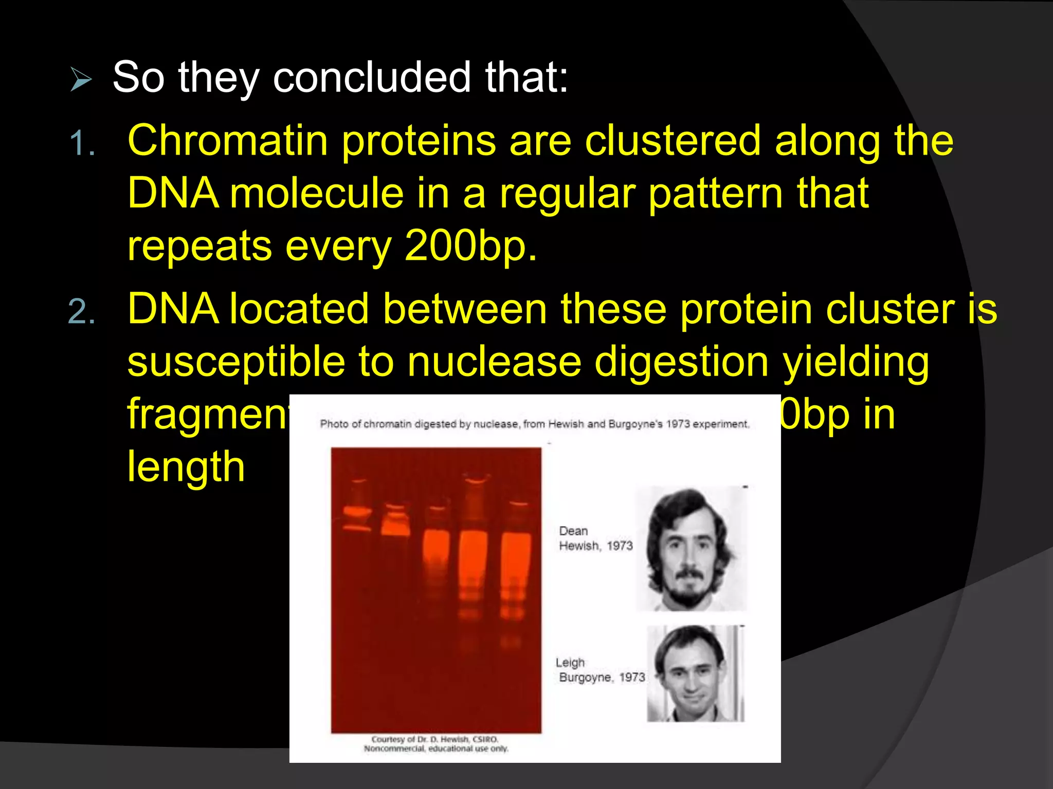  So they concluded that:
1. Chromatin proteins are clustered along the
DNA molecule in a regular pattern that
repeats every 200bp.
2. DNA located between these protein cluster is
susceptible to nuclease digestion yielding
fragments that are multiples of 200bp in
length
 