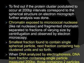  To find out if the protein cluster postulated to
occur at 200bp intervals correspond to the
spherical structure on electron micrograph
further analysis was done.
 Chromatin exposed to micrococcal nuclease
(like rat nuclease) and fragmented chromatin
separated to fractions of varying size by
centrifugation and observed by electron
microscopy.
 Smallest fraction found to contain single
spherical particle, next fraction containing two
clustered units and so forth.
 When DNA analyzed by electrophoresis, DNA
from fraction containing single particle
 