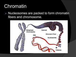 Chromatin
 Nucleosomes are packed to form chromatin
fibers and chromosome.
 