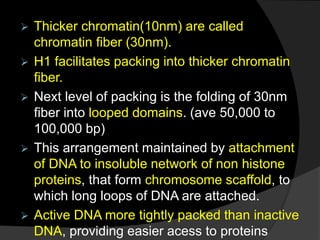  Thicker chromatin(10nm) are called
chromatin fiber (30nm).
 H1 facilitates packing into thicker chromatin
fiber.
 Next level of packing is the folding of 30nm
fiber into looped domains. (ave 50,000 to
100,000 bp)
 This arrangement maintained by attachment
of DNA to insoluble network of non histone
proteins, that form chromosome scaffold, to
which long loops of DNA are attached.
 Active DNA more tightly packed than inactive
DNA, providing easier acess to proteins
 