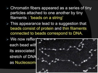  Chromatin fibers appeared as a series of tiny
particles attached to one another by tiny
filaments : ‘beads on a string’
 This appearance lead to a suggestion that
beads consist of protein and thin filaments
connected to beads correspond to DNA.
 We now reffer to
each bead with
its associated
stretch of DNA
as Nucleosome
 