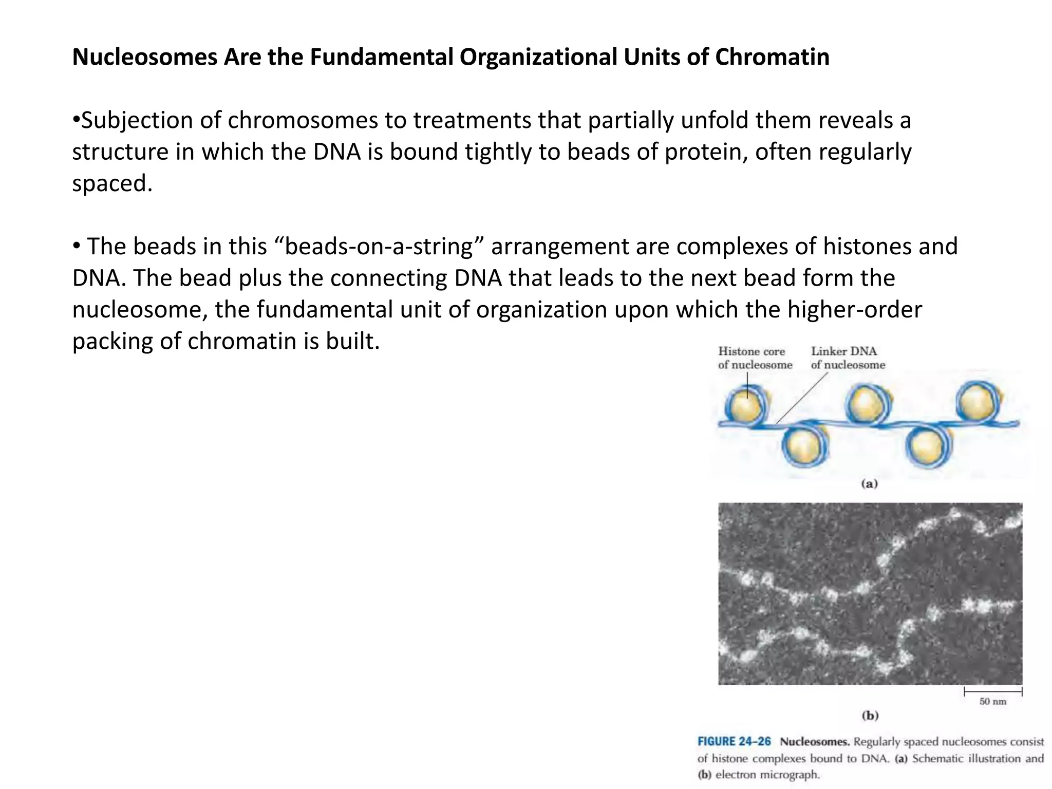Nucleosomes Are the Fundamental Organizational Units of Chromatin
•Subjection of chromosomes to treatments that partially unfold them reveals a
structure in which the DNA is bound tightly to beads of protein, often regularly
spaced.
• The beads in this “beads-on-a-string” arrangement are complexes of histones and
DNA. The bead plus the connecting DNA that leads to the next bead form the
nucleosome, the fundamental unit of organization upon which the higher-order
packing of chromatin is built.
 