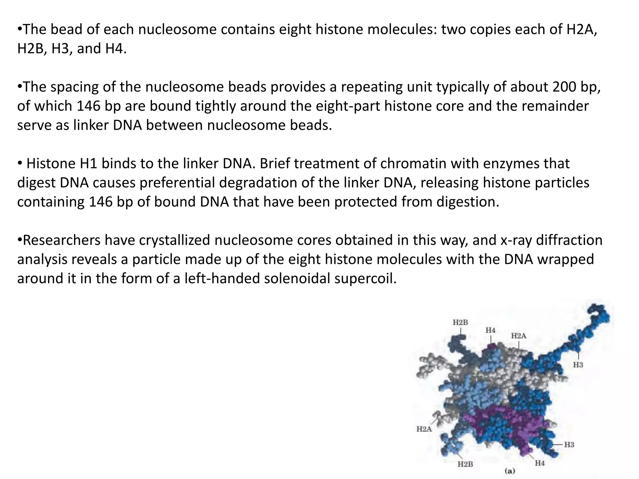 •The bead of each nucleosome contains eight histone molecules: two copies each of H2A,
H2B, H3, and H4.
•The spacing of the nucleosome beads provides a repeating unit typically of about 200 bp,
of which 146 bp are bound tightly around the eight-part histone core and the remainder
serve as linker DNA between nucleosome beads.
• Histone H1 binds to the linker DNA. Brief treatment of chromatin with enzymes that
digest DNA causes preferential degradation of the linker DNA, releasing histone particles
containing 146 bp of bound DNA that have been protected from digestion.
•Researchers have crystallized nucleosome cores obtained in this way, and x-ray diffraction
analysis reveals a particle made up of the eight histone molecules with the DNA wrapped
around it in the form of a left-handed solenoidal supercoil.
 