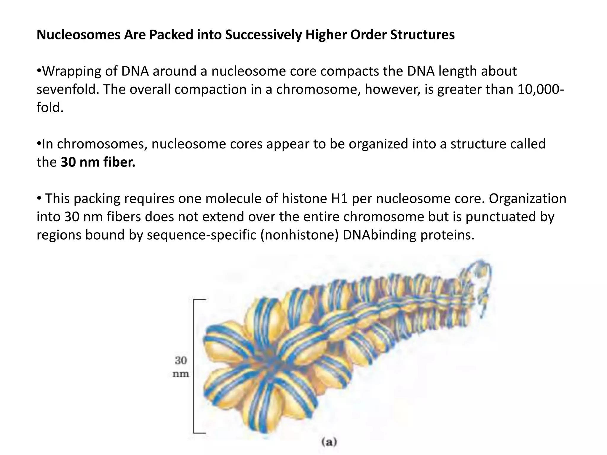 Nucleosomes Are Packed into Successively Higher Order Structures
•Wrapping of DNA around a nucleosome core compacts the DNA length about
sevenfold. The overall compaction in a chromosome, however, is greater than 10,000-
fold.
•In chromosomes, nucleosome cores appear to be organized into a structure called
the 30 nm fiber.
• This packing requires one molecule of histone H1 per nucleosome core. Organization
into 30 nm fibers does not extend over the entire chromosome but is punctuated by
regions bound by sequence-specific (nonhistone) DNAbinding proteins.
 