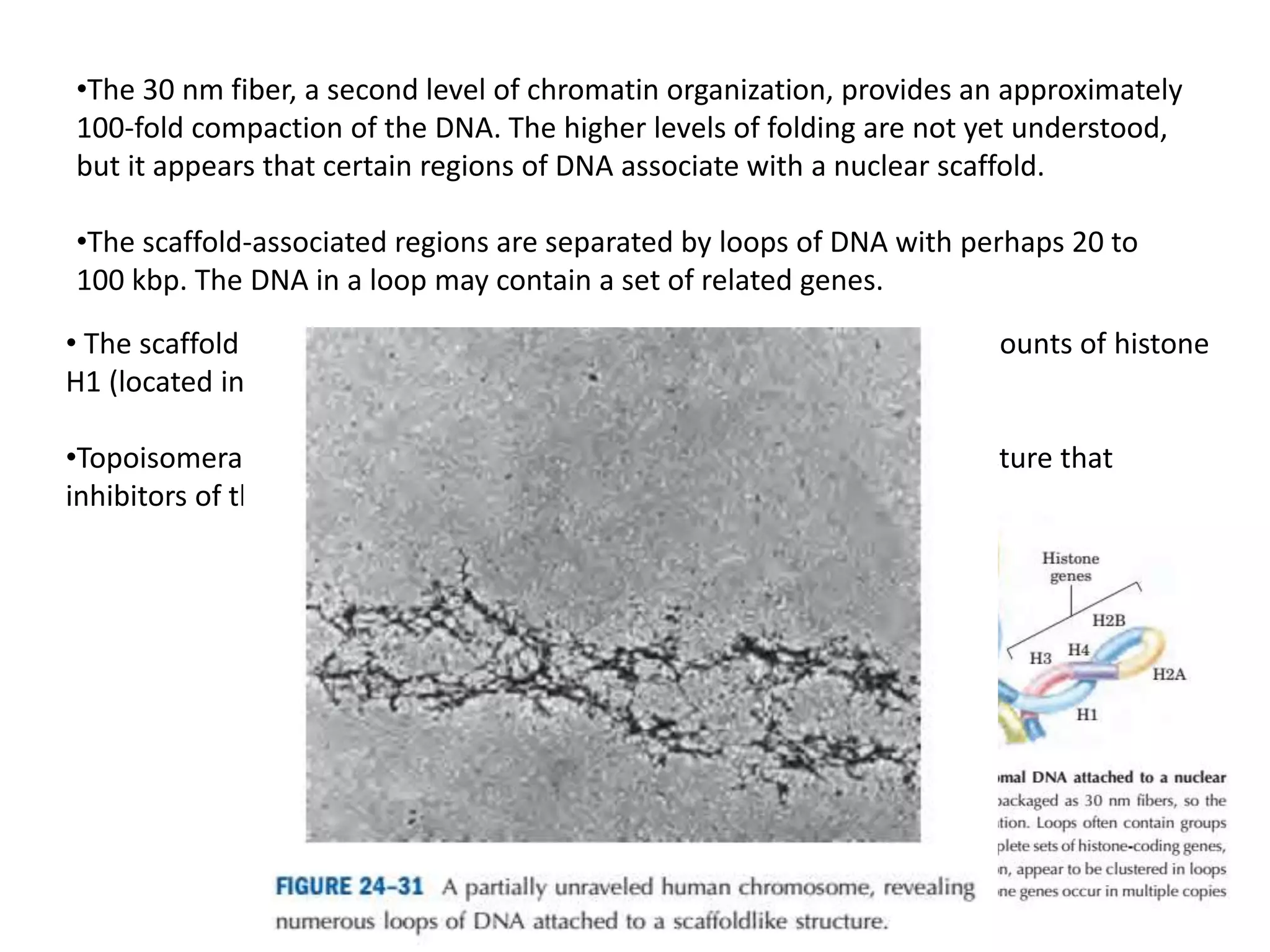 •The 30 nm fiber, a second level of chromatin organization, provides an approximately
100-fold compaction of the DNA. The higher levels of folding are not yet understood,
but it appears that certain regions of DNA associate with a nuclear scaffold.
•The scaffold-associated regions are separated by loops of DNA with perhaps 20 to
100 kbp. The DNA in a loop may contain a set of related genes.
• The scaffold itself appears to contain several proteins, notably large amounts of histone
H1 (located in the interior of the fiber) and topoisomerase II.
•Topoisomerase II is so important to the maintenance of chromatin structure that
inhibitors of this enzyme can kill rapidly dividing cells.
 