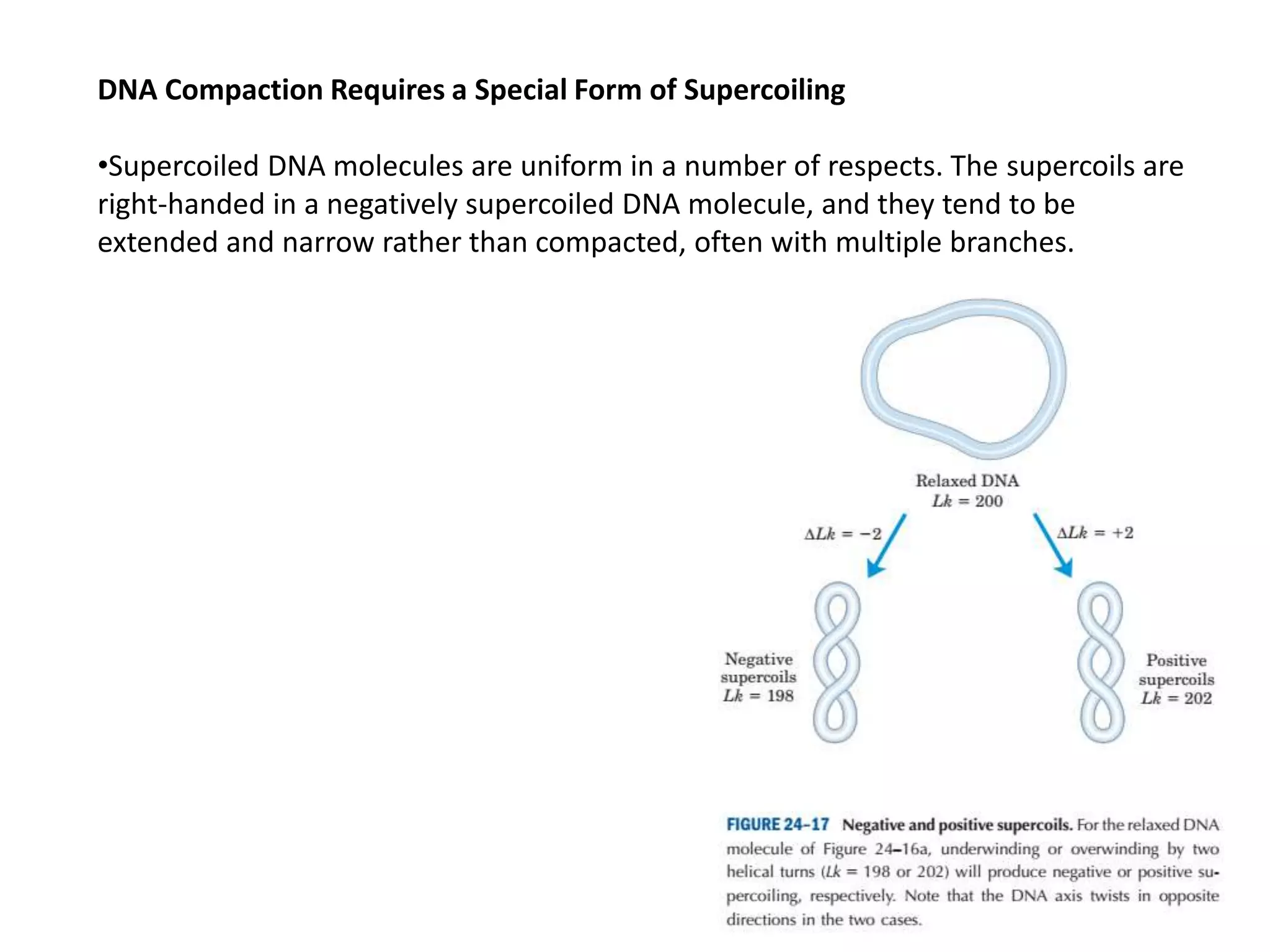 DNA Compaction Requires a Special Form of Supercoiling
•Supercoiled DNA molecules are uniform in a number of respects. The supercoils are
right-handed in a negatively supercoiled DNA molecule, and they tend to be
extended and narrow rather than compacted, often with multiple branches.
 