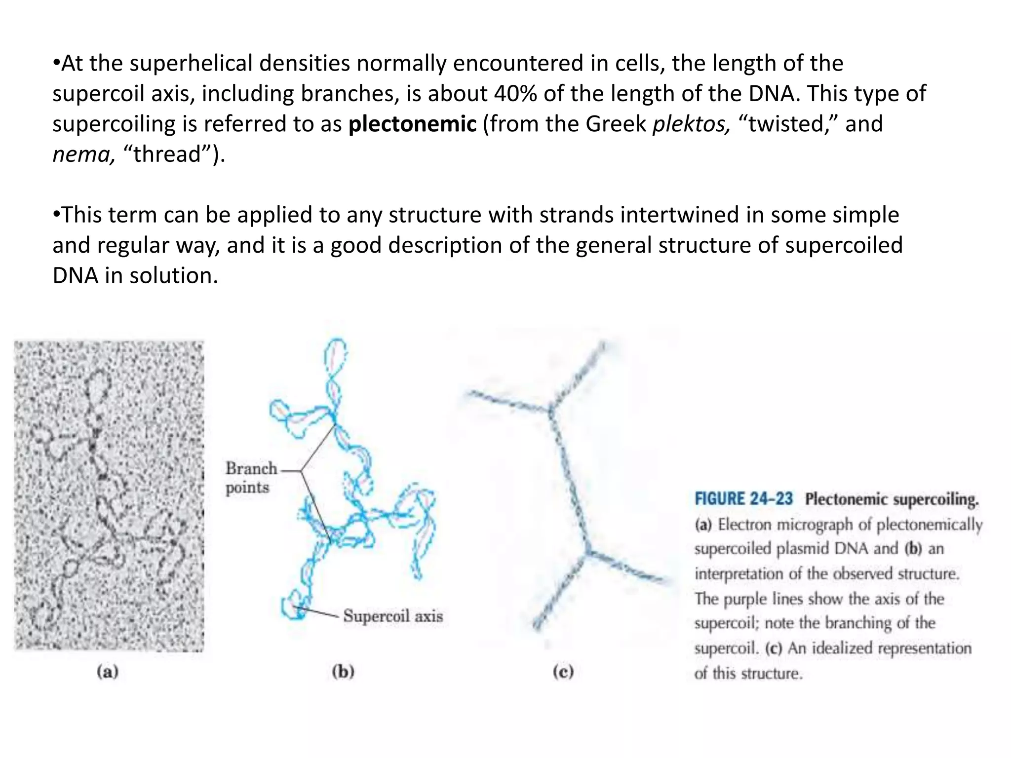 •At the superhelical densities normally encountered in cells, the length of the
supercoil axis, including branches, is about 40% of the length of the DNA. This type of
supercoiling is referred to as plectonemic (from the Greek plektos, “twisted,” and
nema, “thread”).
•This term can be applied to any structure with strands intertwined in some simple
and regular way, and it is a good description of the general structure of supercoiled
DNA in solution.
 