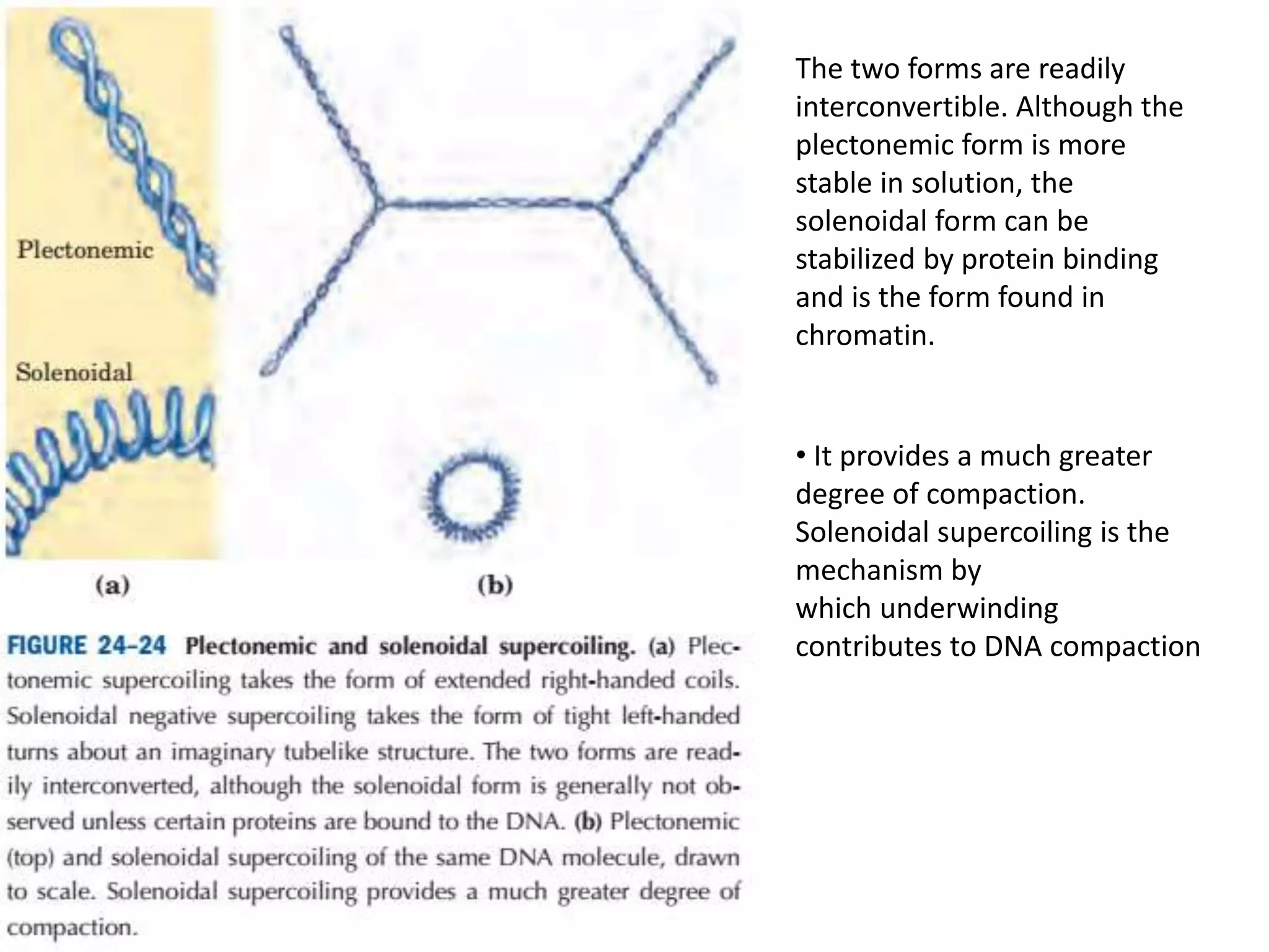 The two forms are readily
interconvertible. Although the
plectonemic form is more
stable in solution, the
solenoidal form can be
stabilized by protein binding
and is the form found in
chromatin.
• It provides a much greater
degree of compaction.
Solenoidal supercoiling is the
mechanism by
which underwinding
contributes to DNA compaction
 