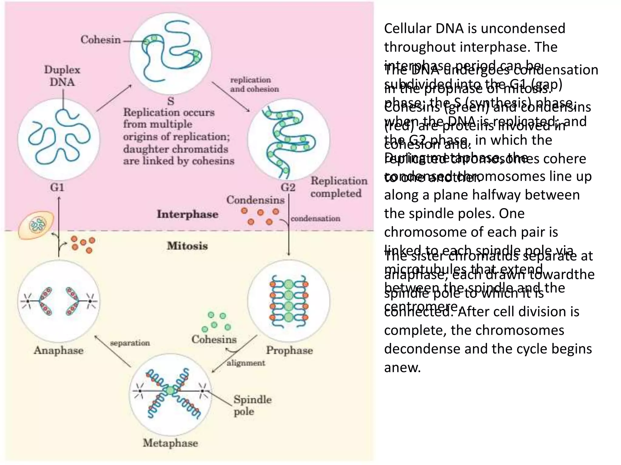 Cellular DNA is uncondensed
throughout interphase. The
interphase period can be
subdivided into the G1 (gap)
phase; the S (synthesis) phase,
when the DNA is replicated; and
the G2 phase, in which the
replicated chromosomes cohere
to one another.
The DNA undergoes condensation
in the prophase of mitosis.
Cohesins (green) and condensins
(red) are proteins involved in
cohesion and.
During metaphase, the
condensed chromosomes line up
along a plane halfway between
the spindle poles. One
chromosome of each pair is
linked to each spindle pole via
microtubules that extend
between the spindle and the
centromere.
The sister chromatids separate at
anaphase, each drawn towardthe
spindle pole to which it is
connected. After cell division is
complete, the chromosomes
decondense and the cycle begins
anew.
 