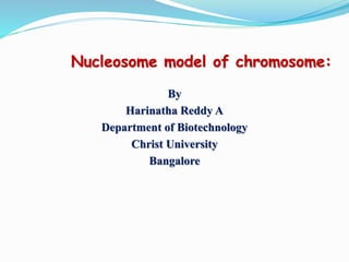 Nucleosome model of chromosome:
By
Harinatha Reddy A
Department of Biotechnology
Christ University
Bangalore
 