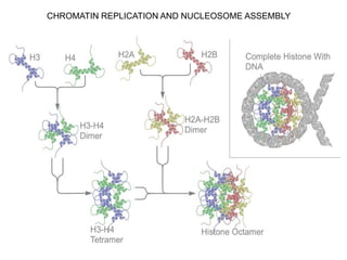 C – terminal , which is hydrophilic.