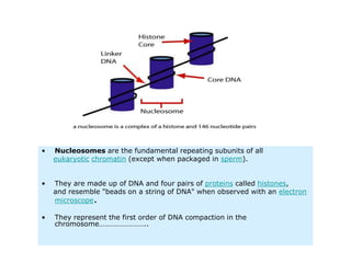 First order of packaging : nucleosomes.