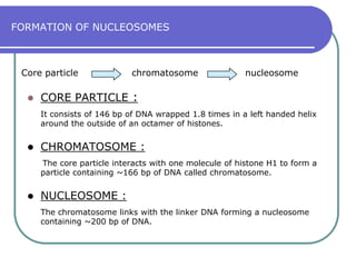 Second order of packaging : solenoid fiber.