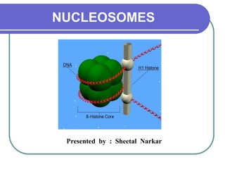 NUCLEOSOMES Presented  by  :  Sheetal  Narkar  