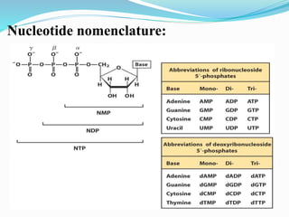 Nucleotide nomenclature:
 