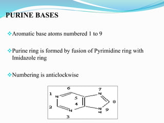 PURINE BASES
Aromatic base atoms numbered 1 to 9
Purine ring is formed by fusion of Pyrimidine ring with
Imidazole ring
Numbering is anticlockwise
 