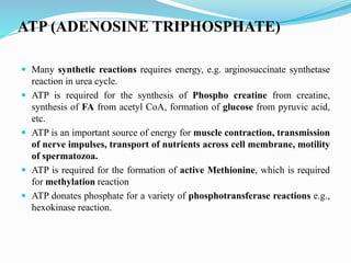 ATP (ADENOSINE TRIPHOSPHATE)
 Many synthetic reactions requires energy, e.g. arginosuccinate synthetase
reaction in urea cycle.
 ATP is required for the synthesis of Phospho creatine from creatine,
synthesis of FA from acetyl CoA, formation of glucose from pyruvic acid,
etc.
 ATP is an important source of energy for muscle contraction, transmission
of nerve impulses, transport of nutrients across cell membrane, motility
of spermatozoa.
 ATP is required for the formation of active Methionine, which is required
for methylation reaction
 ATP donates phosphate for a variety of phosphotransferase reactions e.g.,
hexokinase reaction.
 