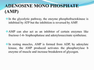 ADENOSINE MONO PHOSPHATE
(AMP)
In the glycolytic pathway, the enzyme phosphofructokinase is
inhibited by ATP but the inhibition is reversed by AMP.
AMP can also act as an inhibitor of certain enzymes like
fructose-1-6- bisphosphatase and adenylosuccinate synthetase.
In resting muscles, AMP is formed from ADP, by adenylate
kinase, the AMP produced activates the phosphorylase b
enzyme of muscle and increase breakdown of glycogen.
 