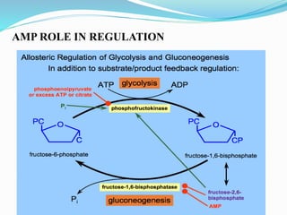 AMP ROLE IN REGULATION
 