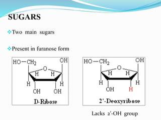 SUGARS
Two main sugars
Present in furanose form
Lacks 2’-OH group
 