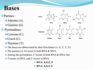 Bases
Purines :
Adenine (A)
Guanine (G)
 Pyrimidines :
Cytosine (C)
Uracil (U)
Thymine (T)
 The bases are abbreviated by their first letters (A, G, C, T, U).
 The purines (A, G) occur in both RNA & DNA.
 Among the pyrimidines, C occurs in both RNA & DNA, but
 T occurs in DNA, and U occurs in RNA.
 DNA: A,G,C,T
 RNA: A,G,C,U
 