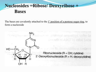 Nucleosides =Ribose/ Deoxyribose +
Bases
The bases are covalently attached to the 1’ position of a pentose sugar ring, to
form a nucleoside
 