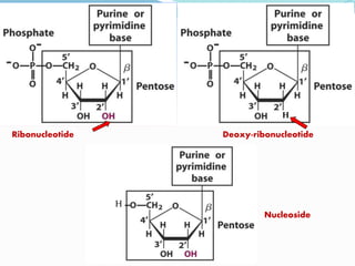H
H
Ribonucleotide Deoxy-ribonucleotide
Nucleoside
 