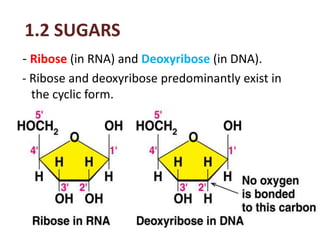Nucleotide Chemistry - Basics | PPTX
