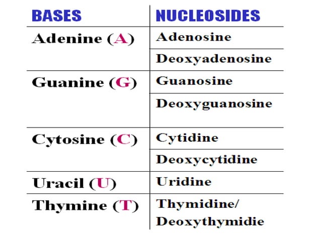 Neceotide Table Nucleotide Chemistry - Basics | PPT