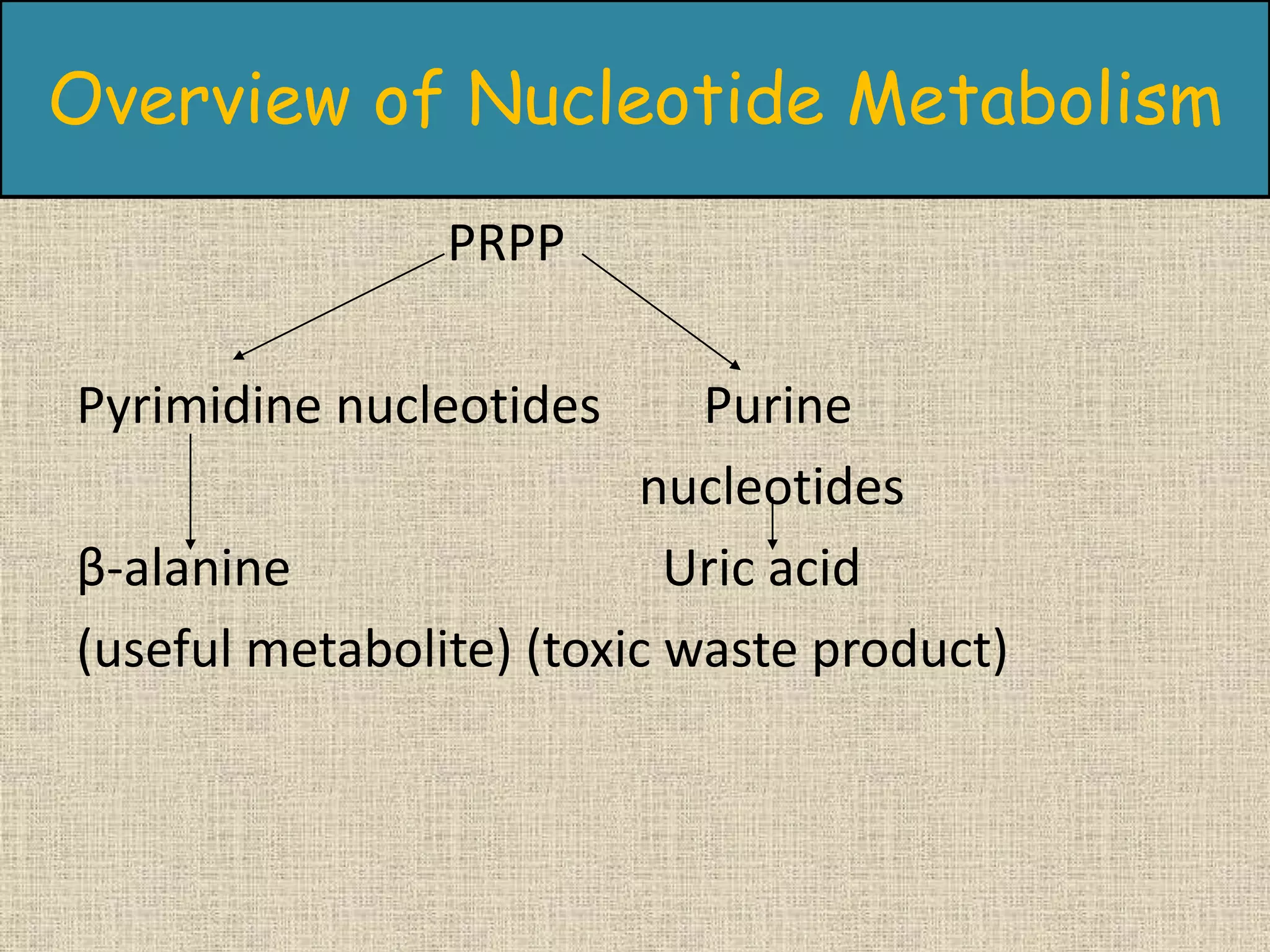 Nucleotide chemistry and metabolism with ece | PPTX