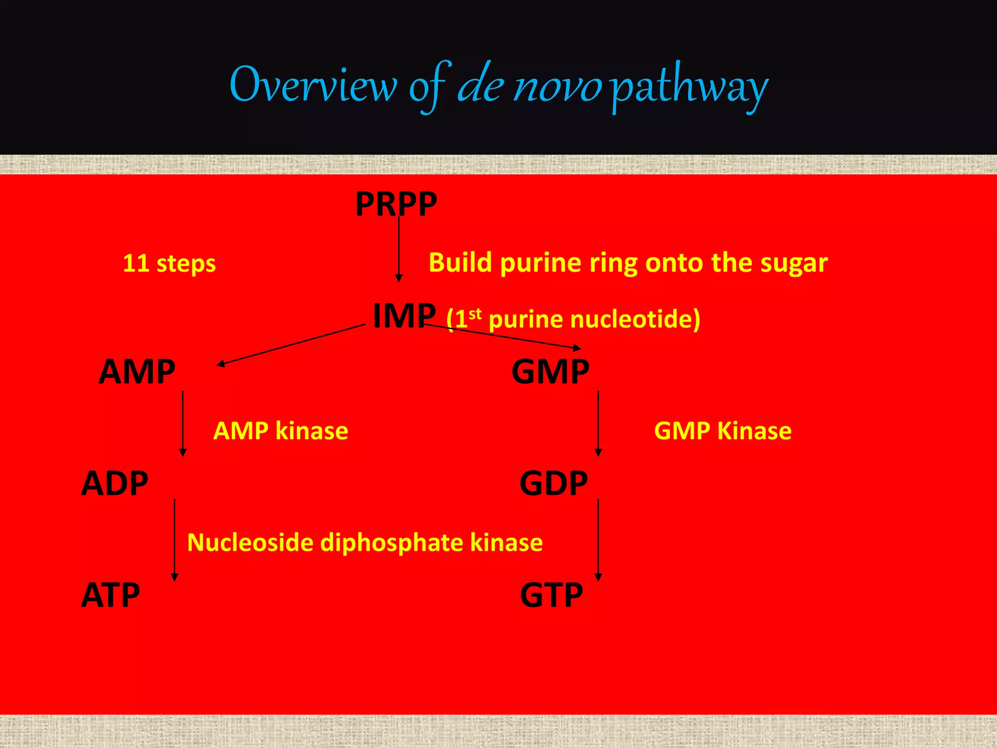 Nucleotide chemistry and metabolism with ece | PPTX