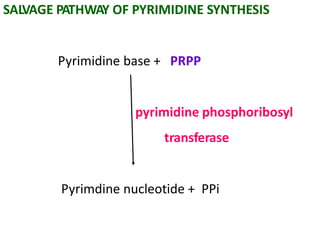 SALVAGE PATHWAY OF PYRIMIDINE SYNTHESIS
Pyrimidine base + PRPP
pyrimidine phosphoribosyl
transferase
Pyrimdine nucleotide + PPi
 