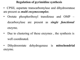 Regulation of pyrimidine synthesis
• CPSII, aspartate transcarbomylase and dihydrooratase
are present as multi enzymecomplex.
• Orotate phosphoribosyl transferase and OMP –
decarboxylase are present as single functional
enzyme.
• Due to clustering of these enzymes , the synthesis is
well coordinated.
• Dihydroorotate dehydrogenase is mitochondrial
enzyme.
 