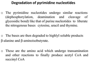 Degradation of pyrimidine nucleotides
o The pyrimidine nucleotides undergo similar reactions
(dephosphorylation, deamination and cleavage of
glycosidic bond) like that of purine nucleotides to liberate
the nitrogenous bases cytosine, uracil and thymine.
o The bases are then degraded to highlyl soluble products
β-alanine and β-aminoisobutyrate.
o These are the amino acid which undergo transamination
and other reactions to finally produce acetyl CoA and
succinyl CoA
 