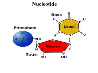 Nucleotide
 