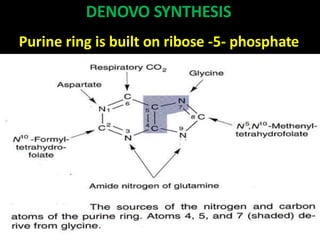 DENOVO SYNTHESIS
Purine ring is built on ribose -5- phosphate
 