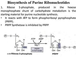 Biosynthesis of Purine Ribonucleotides
1. Ribose 5-phosphate, produced in the hexose
monophosphate shunt of carbohydrate metabolism is the
starting material for purine nucleotide synthesis.
• It reacts with ATP to form phsophoribosyl pyrophosphate
(PRPP).
• PRPP Synthetase is inhibited by PRPP
 